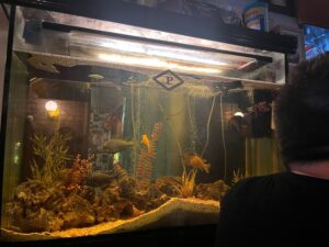 Fish in a tank at The Thomas House